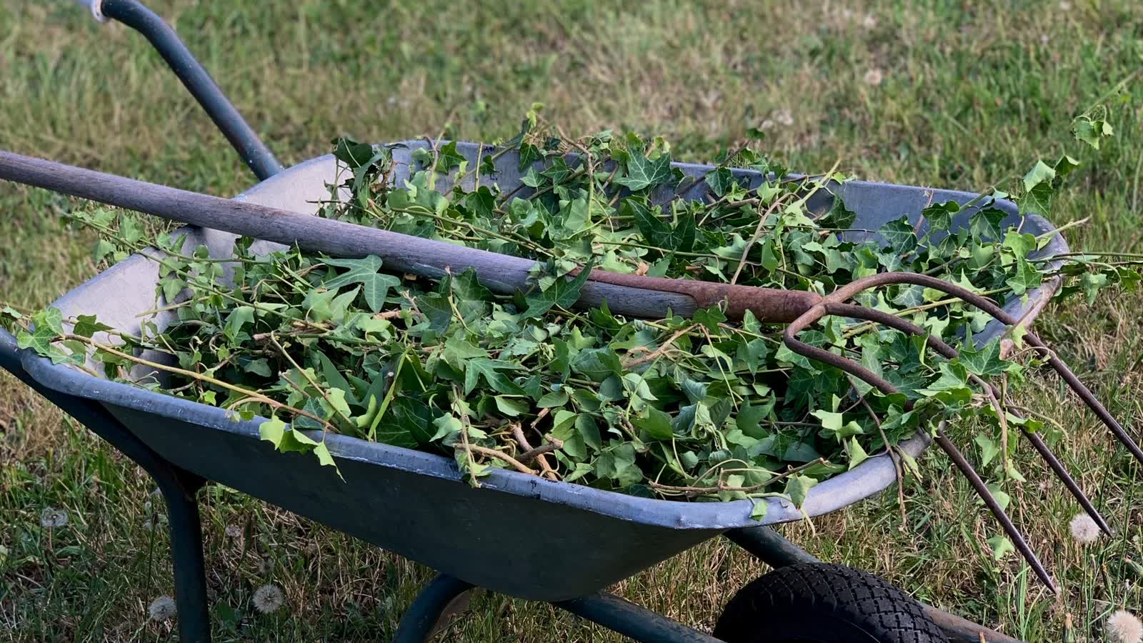 Green Waste Removal — Northern Rivers Tipping
